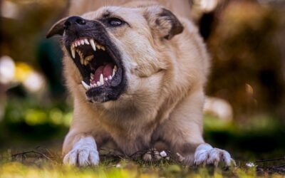 Seeking Compensation for Dog Bites: Universa Law’s No Win, No Fee Service